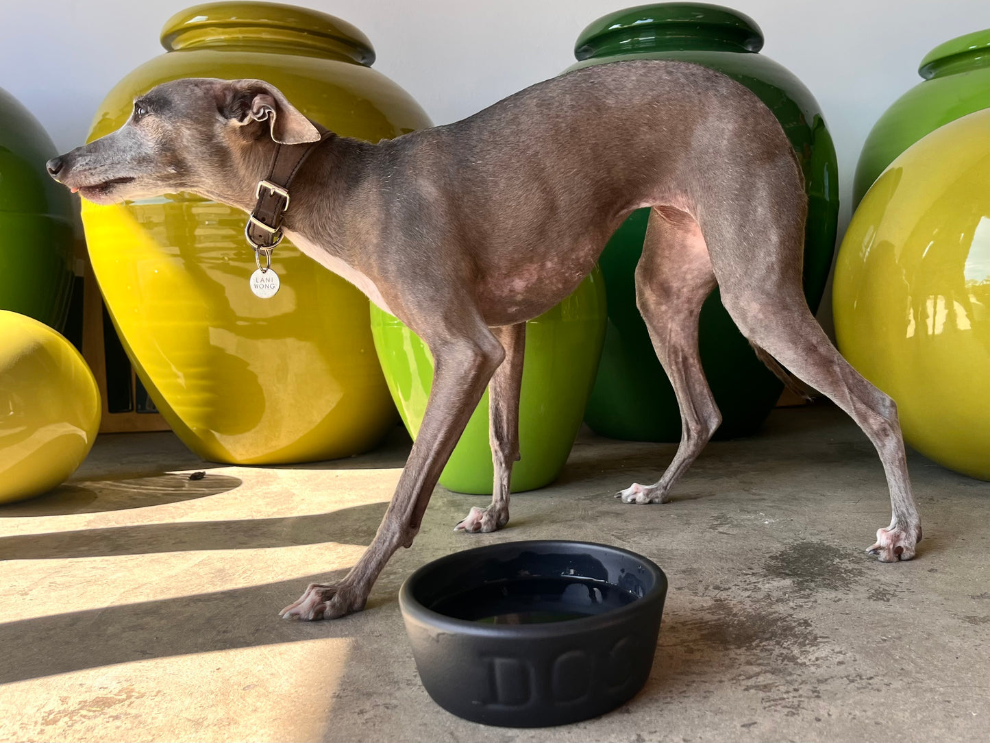 Dog Bowl Medium