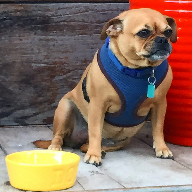 Small Dog With Dog Bowl Small